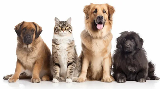 Donation To Best Friends Animal Society